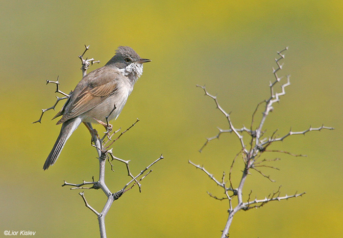     Common Whitethroat Sylvia communis            , , 2009.: 